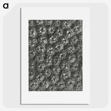 1-86_Karl-Blossfeldt_picture