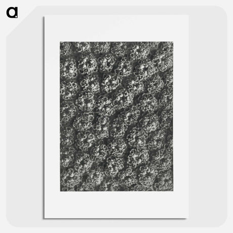 アートポスター-Achillea Filipendulina - カール ブロスフェルト Poster.