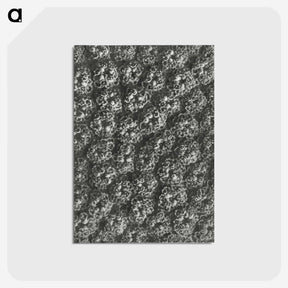 1-86_Karl-Blossfeldt_postcard