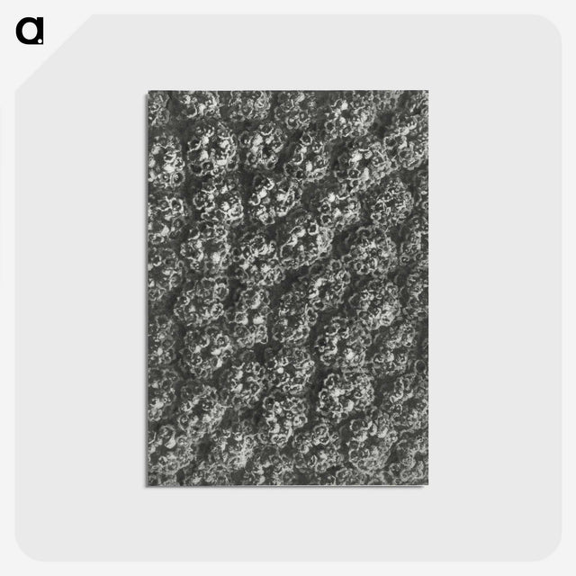 1-86_Karl-Blossfeldt_postcard