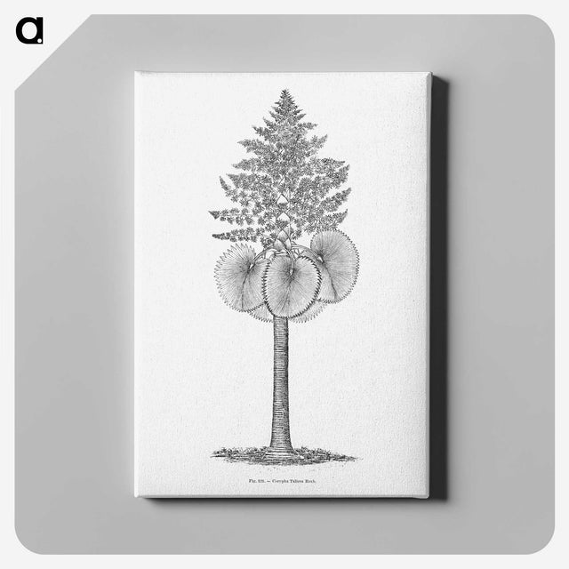 1-86_Les-Palmiers-Histoire-Iconographique_canvas