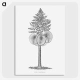 1-86_Les-Palmiers-Histoire-Iconographique_picture-crop