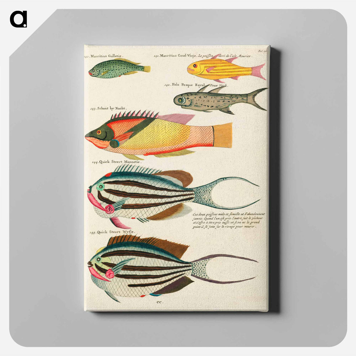 アートパネル-Moluccan Fishes
 - ルイ ルナール Canvas.