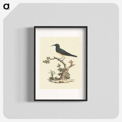 Unidentified Sunbird
 - ルイージ バルガーニ Poster.