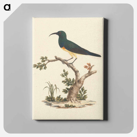 アートパネル-Unidentified Sunbird
 - ルイージ バルガーニ Canvas.