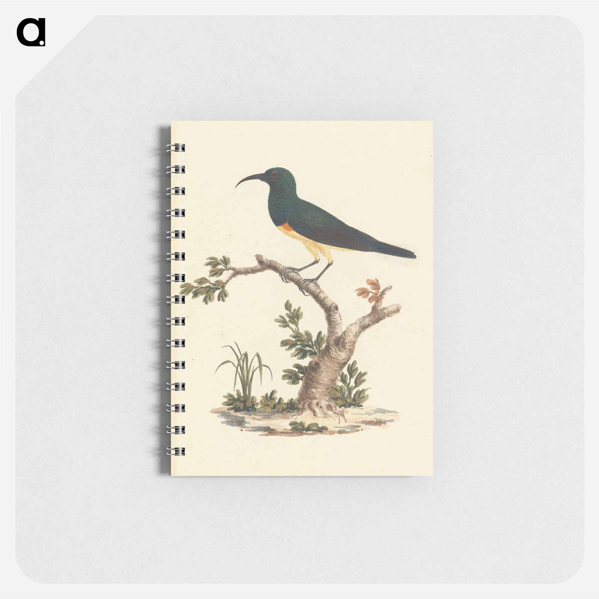 Unidentified Sunbird
 - ルイージ バルガーニ Memo.