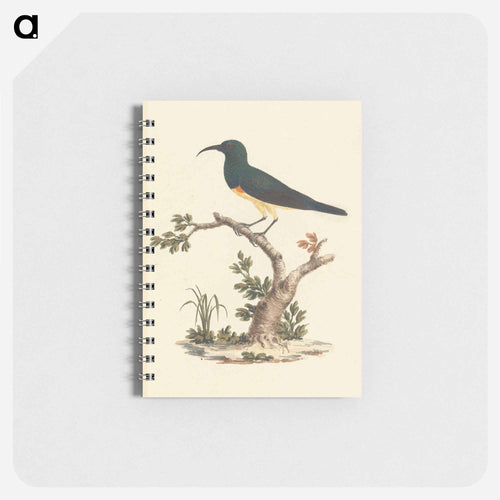 Unidentified Sunbird
 - ルイージ バルガーニ Memo.