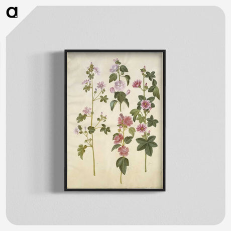 1-86_Maria-Sibylla-Merian_blk-crop