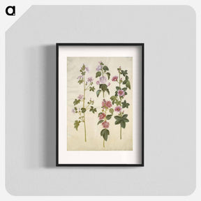アートポスター-Malva sylvestris and Lavatera thuringiaca
 - マリア ジビーラ メーリアン Poster.