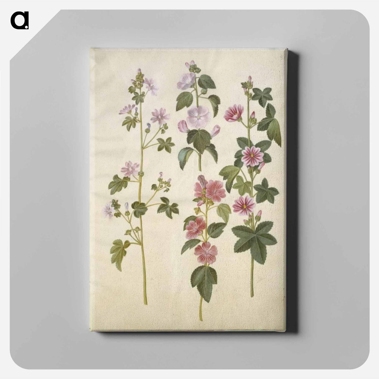 アートパネル-Malva sylvestris and Lavatera thuringiaca
 - マリア ジビーラ メーリアン Canvas.