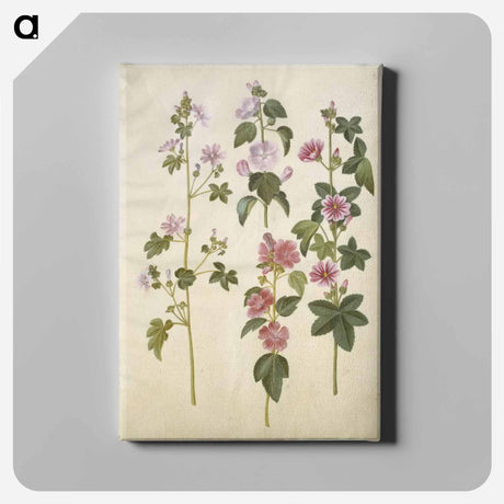 アートパネル-Malva sylvestris and Lavatera thuringiaca
 - マリア ジビーラ メーリアン Canvas.