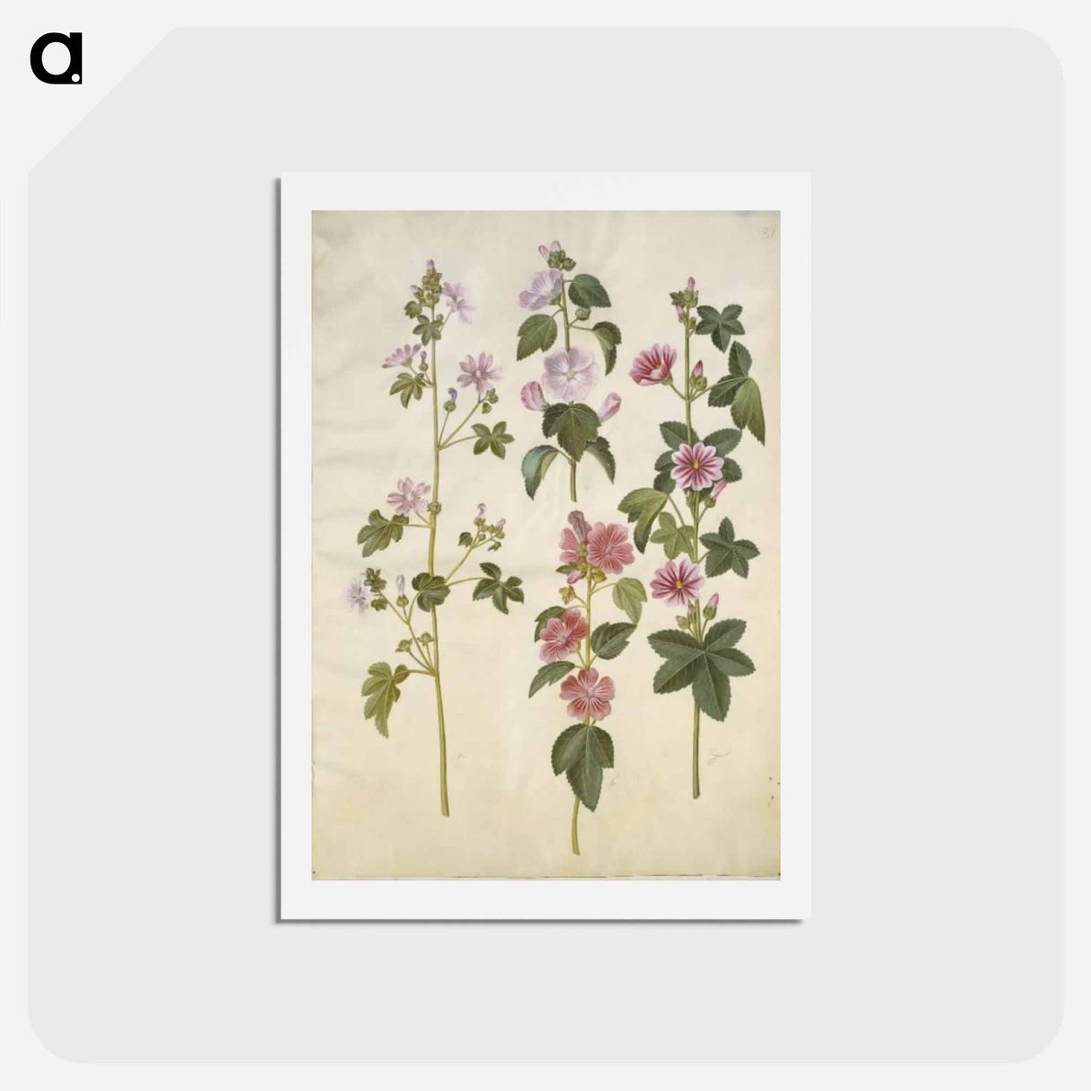アートポストカード-Malva sylvestris and Lavatera thuringiaca
 - マリア ジビーラ メーリアン Postcard.
