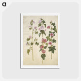 アートポストカード-Malva sylvestris and Lavatera thuringiaca
 - マリア ジビーラ メーリアン Postcard.