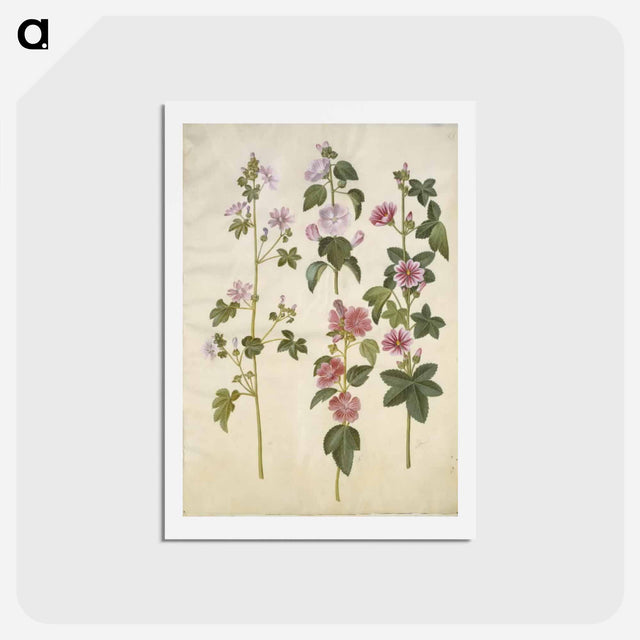 アートポストカード-Malva sylvestris and Lavatera thuringiaca
 - マリア ジビーラ メーリアン Postcard.