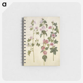 1-86_Maria-Sibylla-Merian_memo