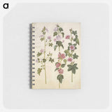 アートメモ帳-Malva sylvestris and Lavatera thuringiaca
 - マリア ジビーラ メーリアン Memo.