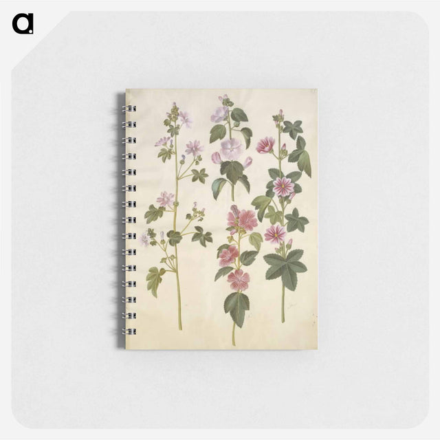 アートメモ帳-Malva sylvestris and Lavatera thuringiaca
 - マリア ジビーラ メーリアン Memo.