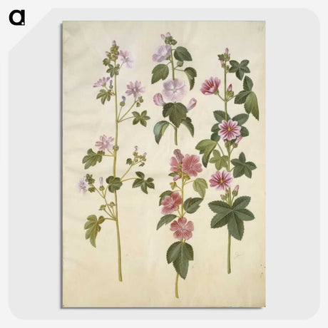 1-86_Maria-Sibylla-Merian_picture-crop