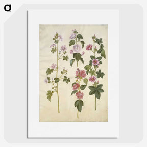 1-86_Maria-Sibylla-Merian_picture