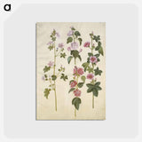 アートポストカード-Malva sylvestris and Lavatera thuringiaca
 - マリア ジビーラ メーリアン Postcard.
