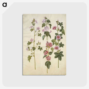 1-86_Maria-Sibylla-Merian_postcard