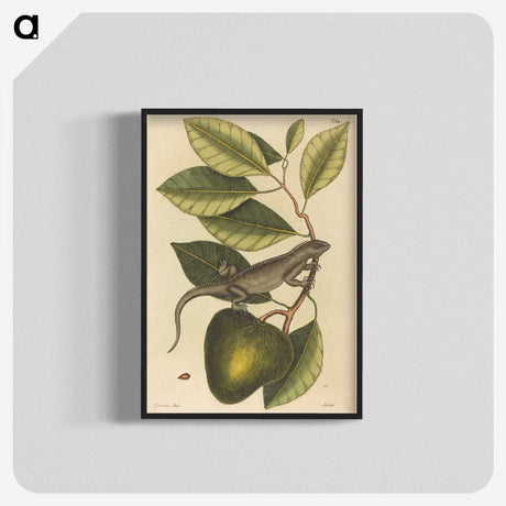 1-86_Mark-Catesby_blk-crop
