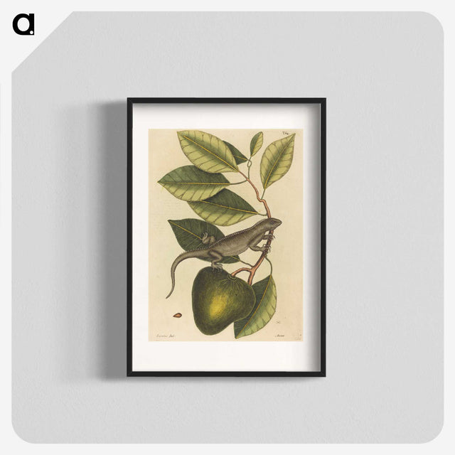 1-86_Mark-Catesby_blk