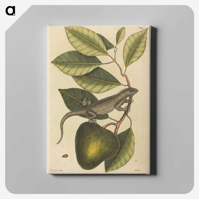 1-86_Mark-Catesby_canvas