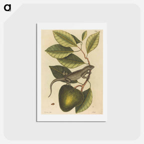 アートポストカード-The Guana
 - マーク ケイツビー Postcard.