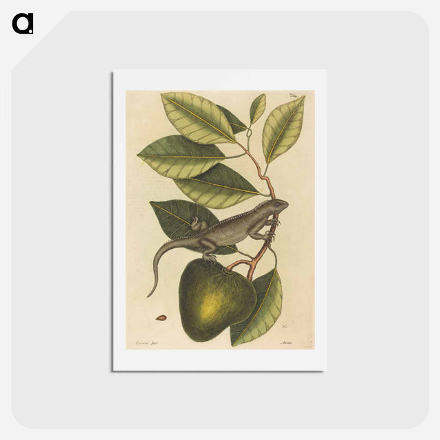 アートポストカード-The Guana
 - マーク ケイツビー Postcard.