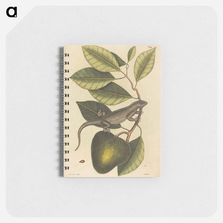 アートメモ帳-The Guana
 - マーク ケイツビー Memo.