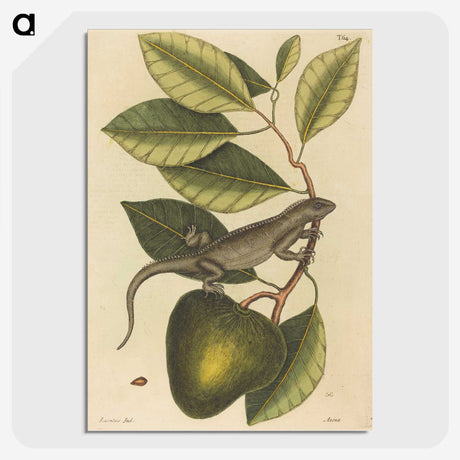 1-86_Mark-Catesby_picture-crop