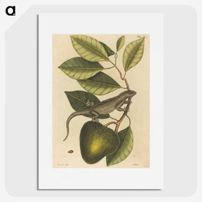 1-86_Mark-Catesby_picture