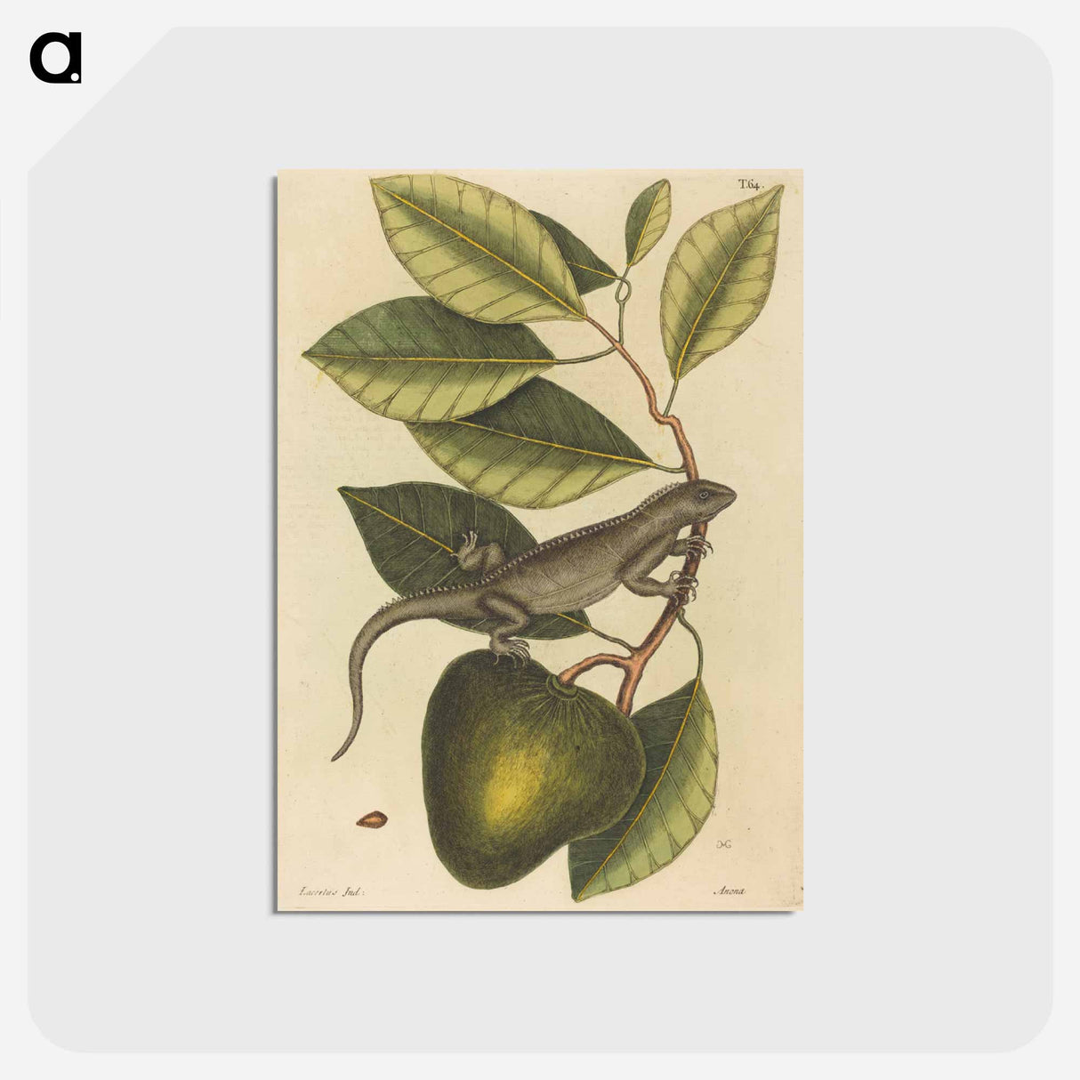 アートポストカード-The Guana
 - マーク ケイツビー Postcard.