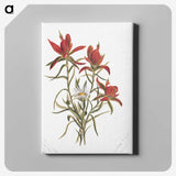 1-86_Mary-Vaux-Walcott_canvas