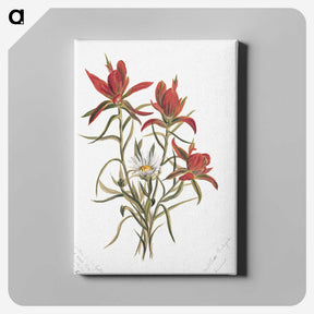 1-86_Mary-Vaux-Walcott_canvas