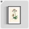 アートポスター-Valeriana officinalis Illustration
 - 薬用植物学 Poster.