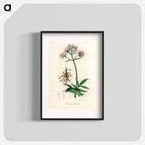 アートポスター-Valeriana officinalis Illustration
 - 薬用植物学 Poster.