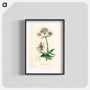 アートポスター-Valeriana officinalis Illustration
 - 薬用植物学 Poster.