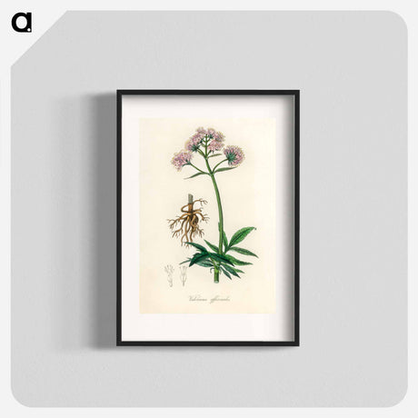 アートポスター-Valeriana officinalis Illustration
 - 薬用植物学 Poster.