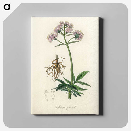 1-86_Medical-Botany_canvas