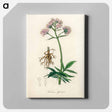 アートパネル-Valeriana officinalis Illustration
 - 薬用植物学 Canvas.
