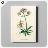 アートパネル-Valeriana officinalis Illustration
 - 薬用植物学 Canvas.