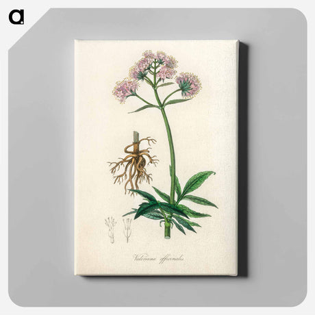 アートパネル-Valeriana officinalis Illustration
 - 薬用植物学 Canvas.