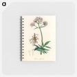 アートメモ帳-Valeriana officinalis Illustration
 - 薬用植物学 Memo.