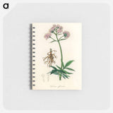 アートメモ帳-Valeriana officinalis Illustration
 - 薬用植物学 Memo.