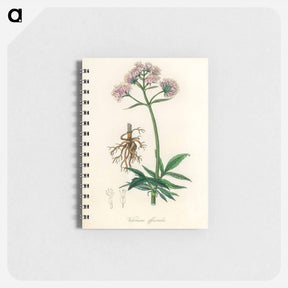 アートメモ帳-Valeriana officinalis Illustration
 - 薬用植物学 Memo.