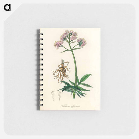 アートメモ帳-Valeriana officinalis Illustration
 - 薬用植物学 Memo.