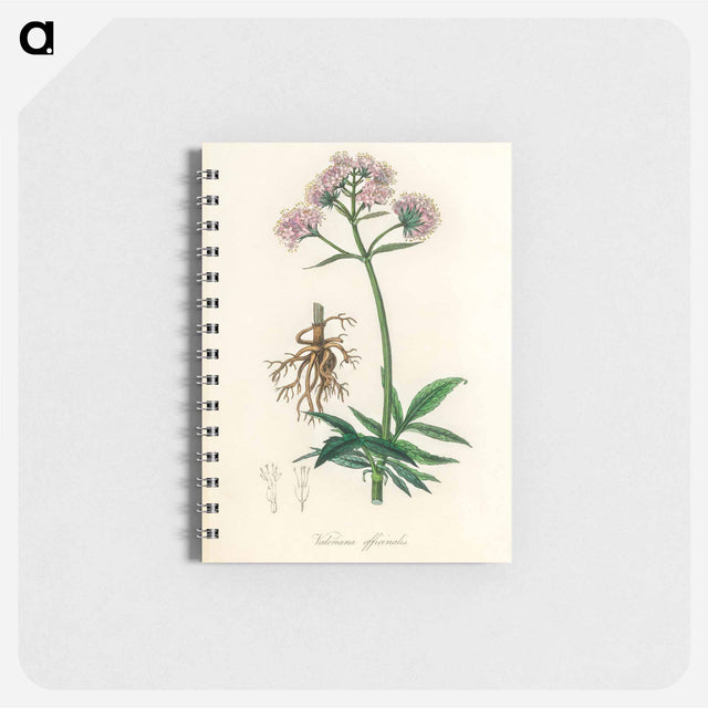 アートメモ帳-Valeriana officinalis Illustration
 - 薬用植物学 Memo.