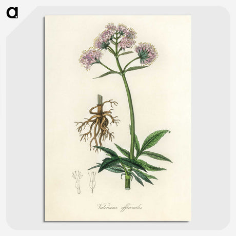 1-86_Medical-Botany_picture-crop